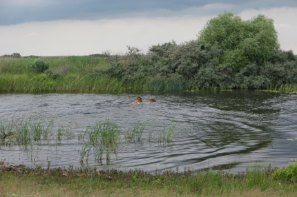 Bulls swimming for their life. They are amazingly fast (check the movie below) #Danube Delta #Romania