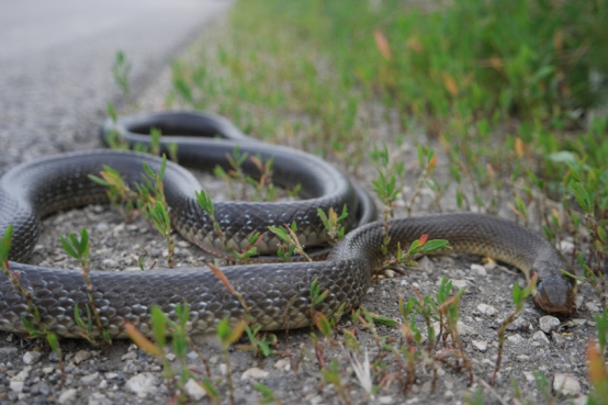 The biggest snake I saw so far #Bulgaria
