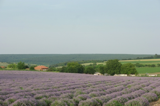 In dutch we say: Living as God in France… euh Bulgaria. Well I did. Lavender and sunflower fields and vineyards all around #Bulgaria