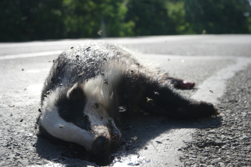 Way too many dead animals on the road. This one, was the most exceptional #badger #Bulgaria