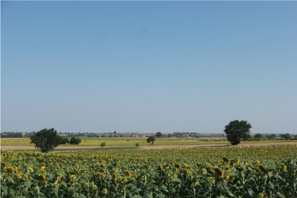 Sunflower fields… Where have I seen these ones too? It looks flat, but it was very hilly #Turkey