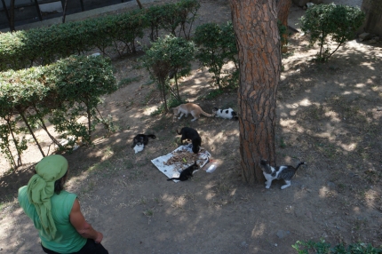 In all corners of the big city people are taking care of streetcats. A lovely thing to see #Turkey