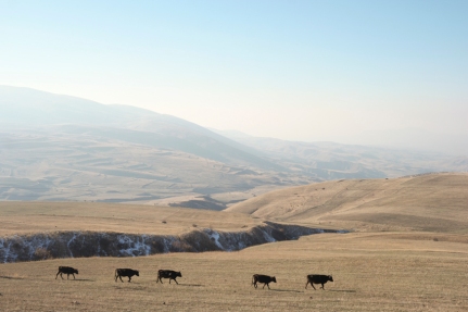 Not only cows in Georgia and Azerbaijan #Armenia